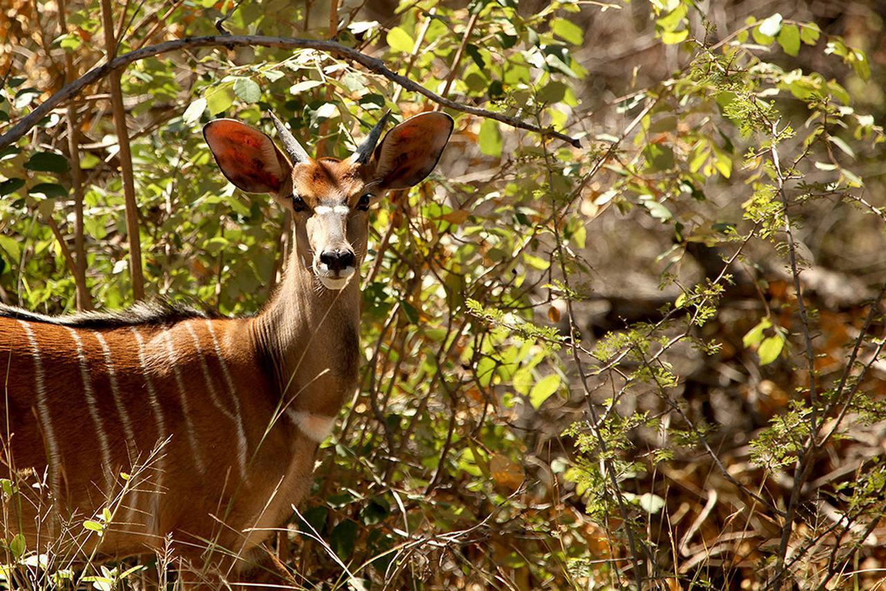 Soul Of Africa Lodge Thabazimbi Extérieur photo